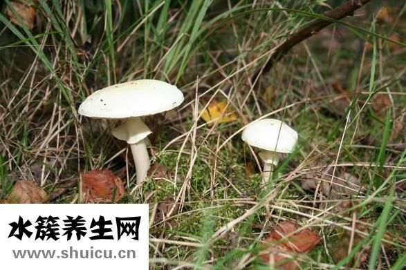 银子菜怎么吃