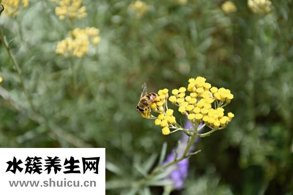 冬天白糖怎么给蜂吃