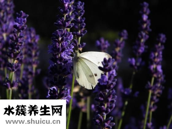 额头长油脂粒怎么办