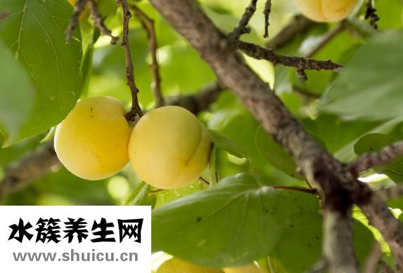 龙利鱼怎么切片