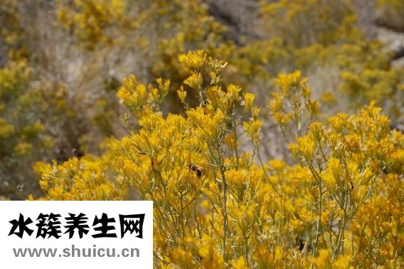 冬天白糖怎么给蜂吃