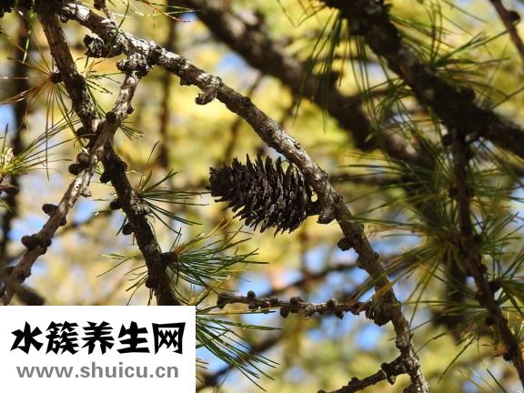 项链吊坠怎么绑