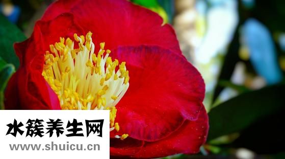 书法横幅怎么挂