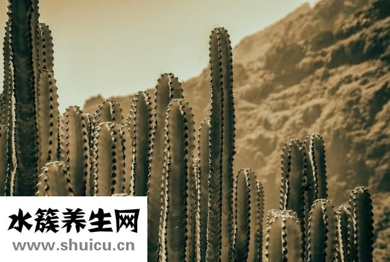 金钢刺根怎么酿烧酒