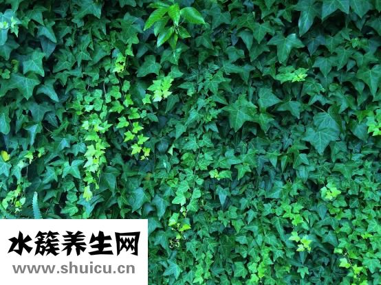 受伤红肿怎么消肿