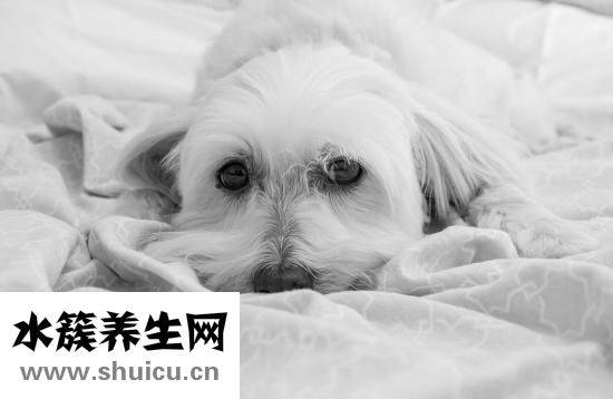 问道宠物怎么加抗性