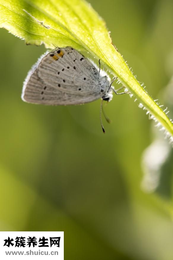 鲜奶阿华田怎么做