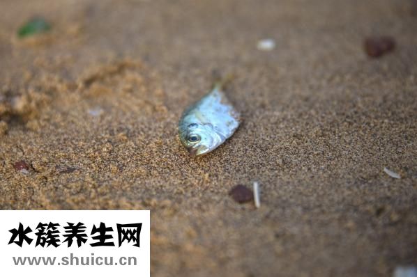 麻辣海鲜怎么做