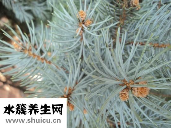 黑鱼怎么钓好钓