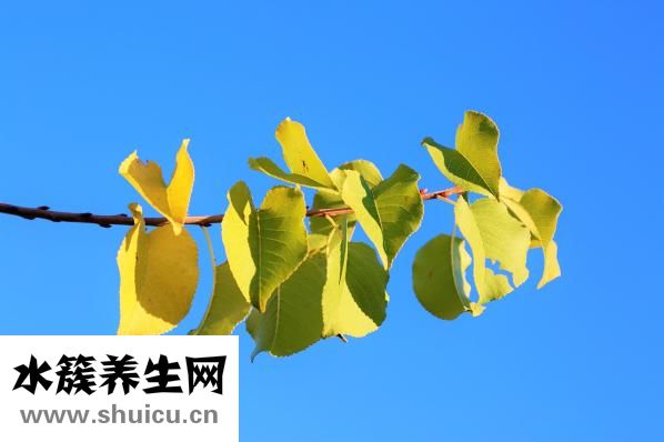 金钱树换盆怎么浇水
