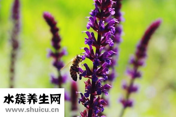 额头长油脂粒怎么办