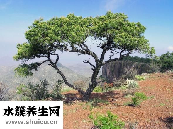 黄土汤怎么配