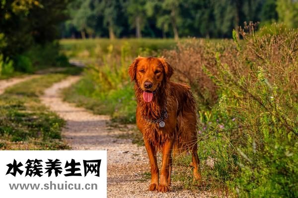 金毛很凶怎么办