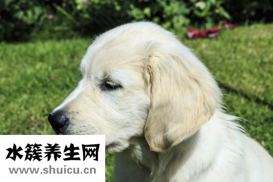 金毛很凶怎么办
