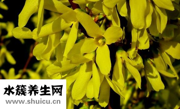 鱼磷病怎么治疗
