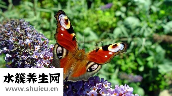 黄牛刺虫怎么找