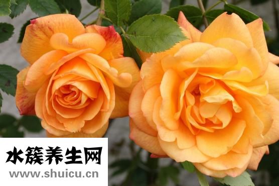 门牙有缝自己怎么弄