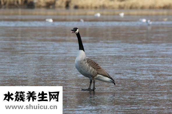 鸭子肠炎怎么治