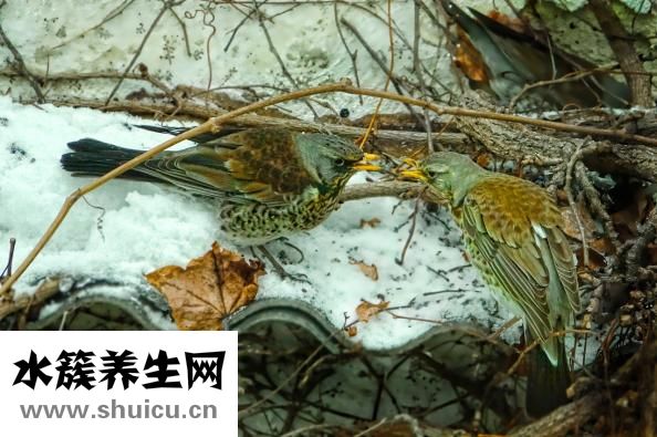 麒麟怎么折