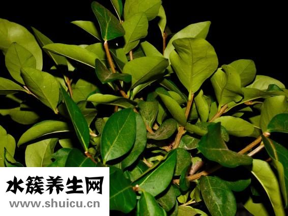 骨头肥料怎么做