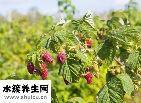 麒麟怎么折