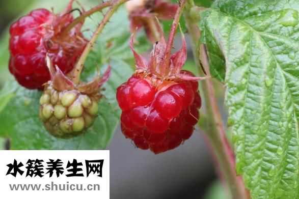 麒麟怎么折