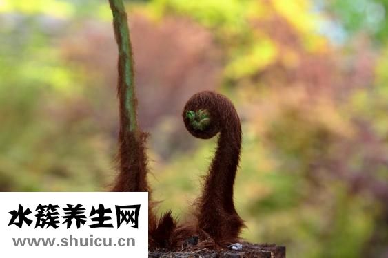 野生干灵芝怎么切片