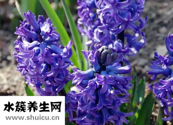 风信子怎么换水