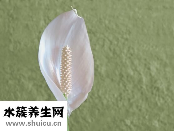 风信子怎么换水