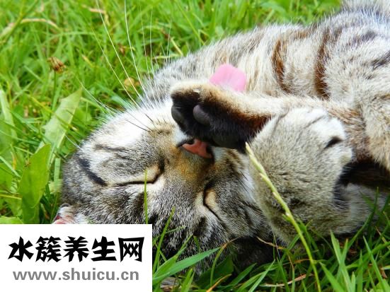 鹦鹉怎么补充蛋白质