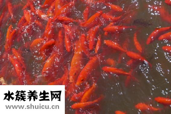 金鱼下崽子怎么养