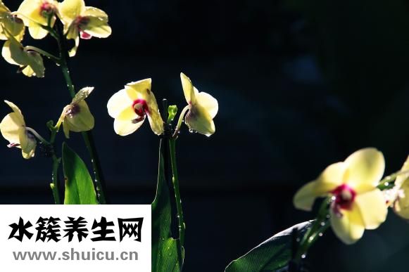 兰花长白点怎么办