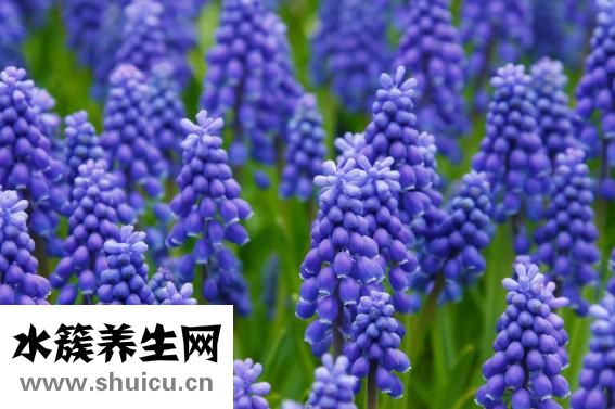 风信子怎么换水
