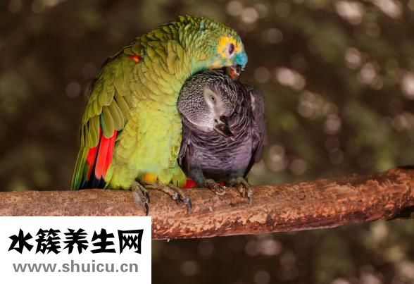 鹦鹉怎么补充蛋白质