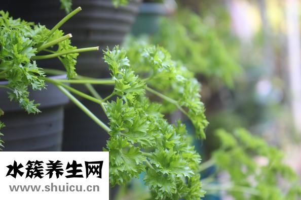 骨头肥料怎么做