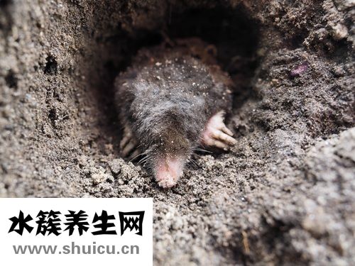 被老鼠咬伤害怕晚上睡不着小编忠告你！