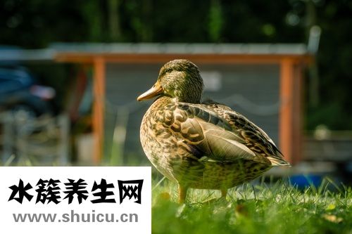鸽子最爱吃绿豆夏季绿豆有助清热去火