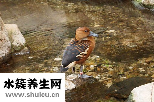 乌鸡要炖多久，铁锅炖乌鹅吃法简单营养丰富！