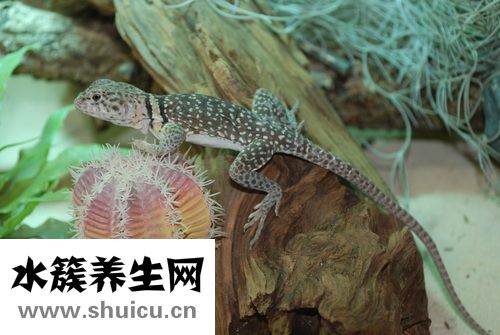 凤尾绿咬鹃巢穴是用来孵化育雏的吗？