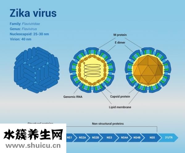 支原体衣原体感染能自愈吗？可在治疗1-3个月后再考虑怀孕