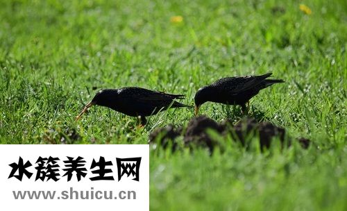 乌鸡汤要顿多久，养颜滋补乌鸡汤