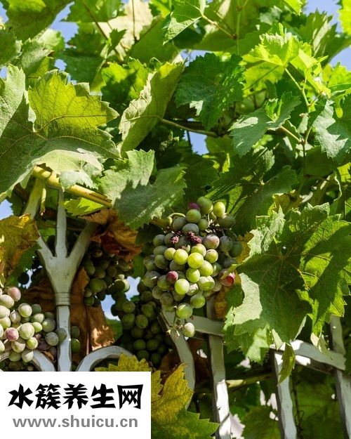 施肥促根液向枝干输送促葡萄树快速生根