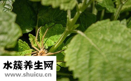 大腿根部接连长两个毒疖子一个痛苦不堪一个好吃