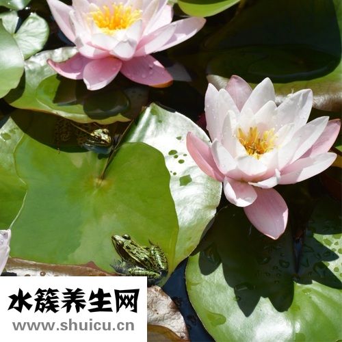 小小碗莲种子发芽芽芽长出叶子需要充足阳光照