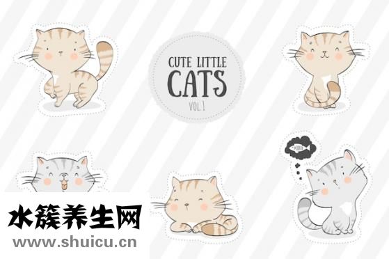 流浪猫当妈妈两只小猫干净俐落好萌