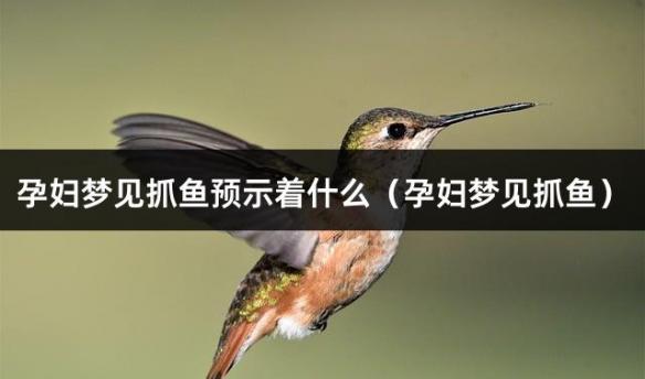 孕妇梦见抓鱼预示着什么（孕妇梦见抓鱼）