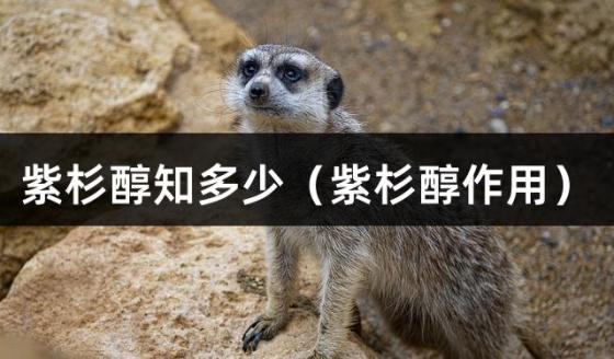 紫杉醇知多少（紫杉醇作用）