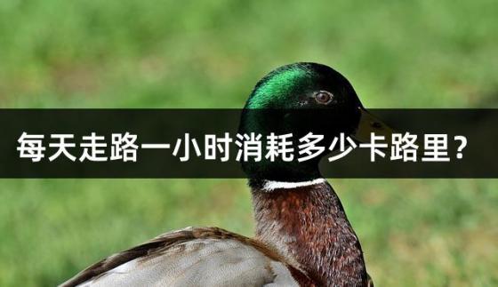 每天走路一小时消耗多少卡路里？