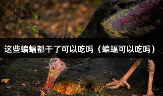 这些蝙蝠都干了可以吃吗（蝙蝠可以吃吗）