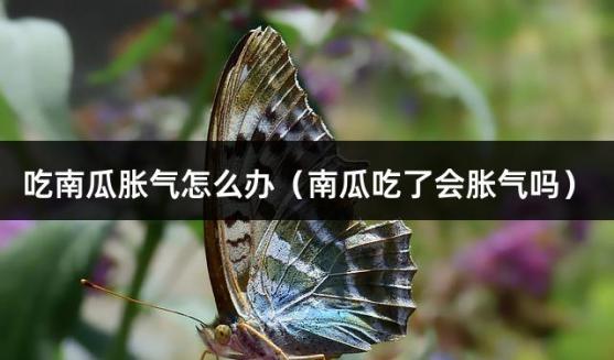 吃南瓜胀气怎么办（南瓜吃了会胀气吗）